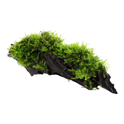 Vésiculaire Mountain Noël sur bois - Tropica