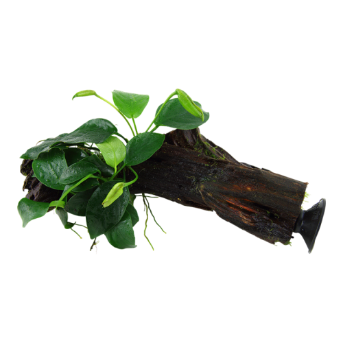 Anubias Barters Var. Nana on wood with suction...