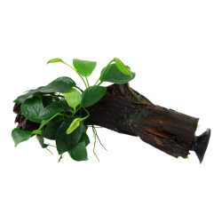 Anubias Barters Var. Nana on wood with suction cup - Tropica