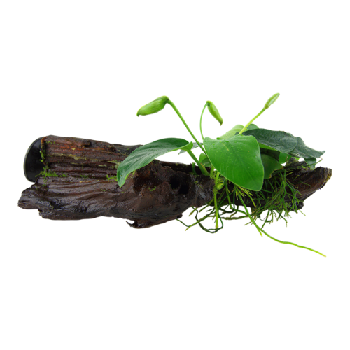 Anubias barteri var. dwarf on wood with suction...