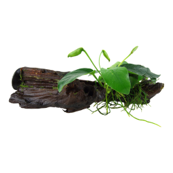 Anubias Barters Var. Nana on wood with suction cup - Tropica