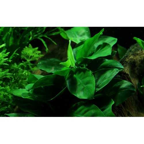 Anubias Barters Var. Nana on wood with suction...