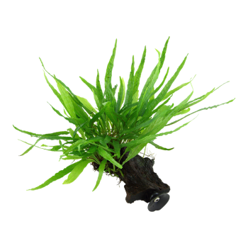 Microsorum pteropus étroit sur bois avec ventouse - Tropica