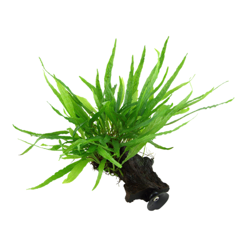 Microsorum pteropus étroit sur bois avec...