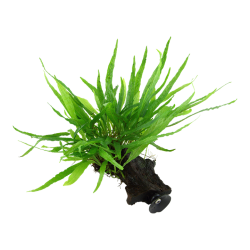 Microsorum pteropus Narrow on wood with suction cup - Tropica