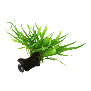 Microsorum pteropus étroit sur bois avec ventouse - Tropica 2