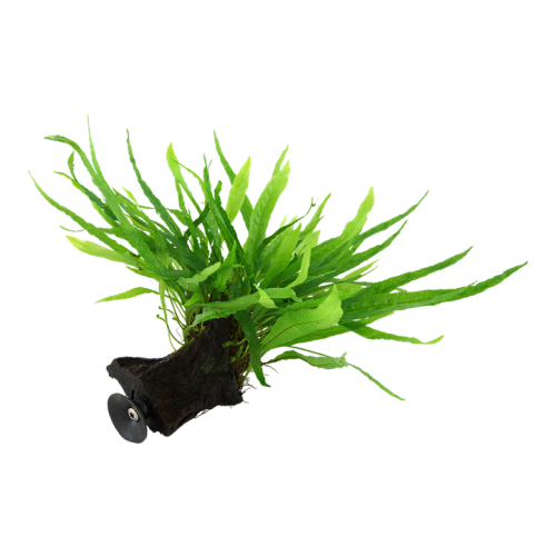 Microsorum pteropus étroit sur bois avec...