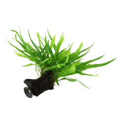 Microsorum pteropus étroit sur bois avec ventouse - Tropica