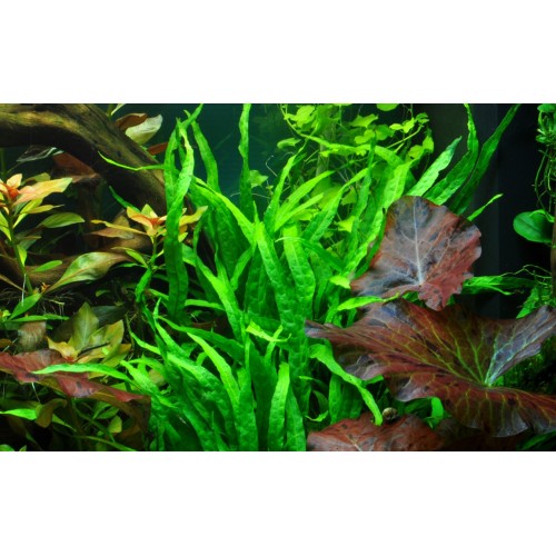 Microsorum pteropus étroit sur bois avec...