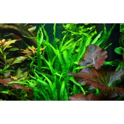 Microsorum pteropus étroit sur bois avec ventouse - Tropica