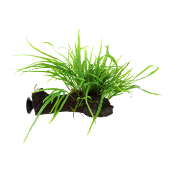 Microsorum Pteropus Trident sur le bois avec ventouse -...