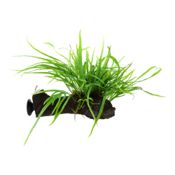 Microsorum Pteropus Trident sur le bois avec ventouse - Tropica