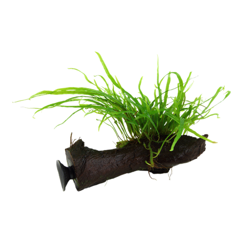 Microsorum pteropus Trident on wood with...