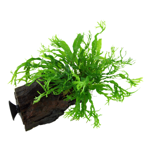 Pteropus Windeløv Microsorum sur bois avec...