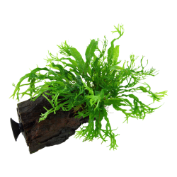 Pteropus Windeløv Microsorum sur bois avec ventouse - Tropica