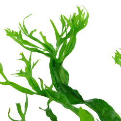 Pteropus Windeløv microsorum on wood with suction cup - Tropica