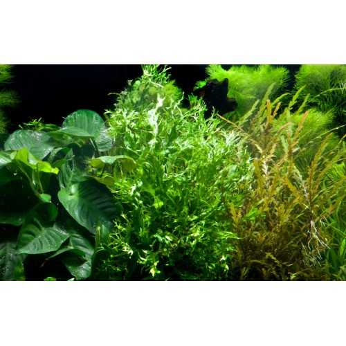 Pteropus Windeløv microsorum on wood with...