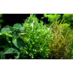 Pteropus Windeløv Microsorum sur bois avec ventouse - Tropica