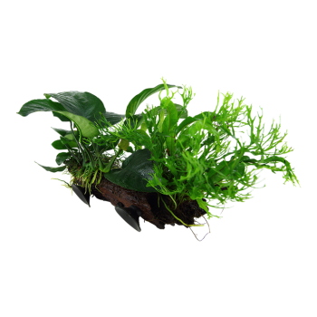 Microsorum sp. Sur bois xl avec ventouse - Tropica