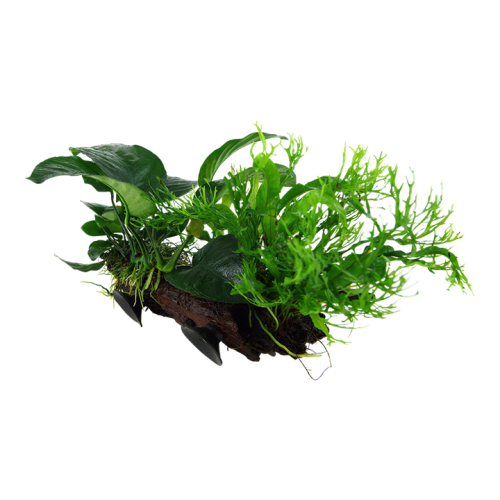 Microsorum sp. On wood XL with suction cup -...