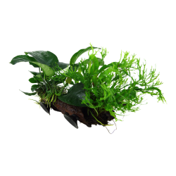 Microsorum sp. On wood XL with suction cup - Tropica