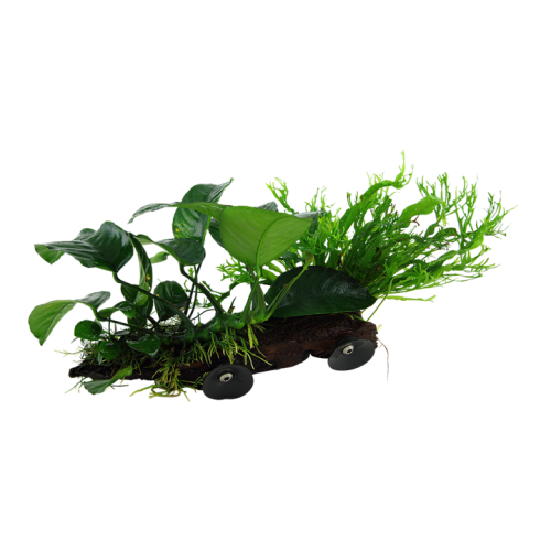 Microsorum sp. On wood XL with suction cup -...