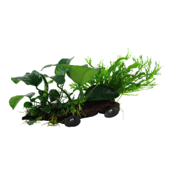 Microsorum sp. On wood XL with suction cup - Tropica