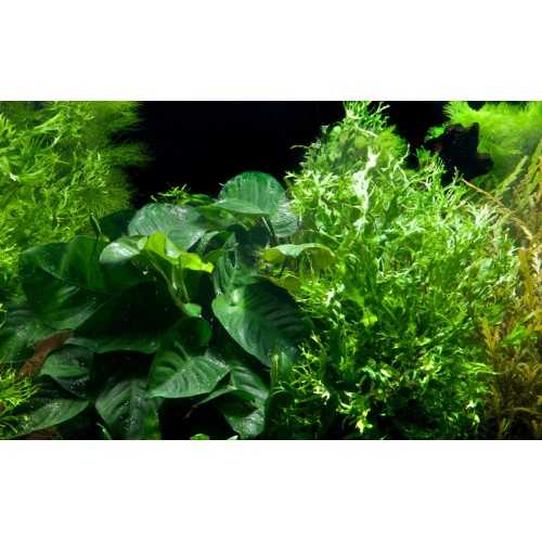 Microsorum sp. On wood XL with suction cup -...