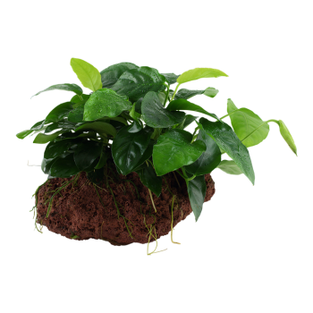 Anubias Bétones var. Nana sur la lave roche - Tropica