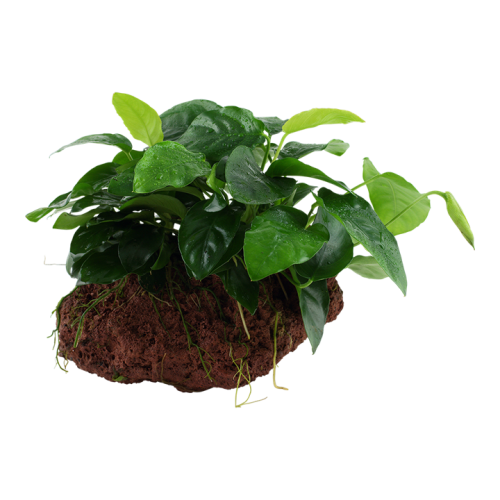Anubias Bétones var. Nana sur la lave roche -...