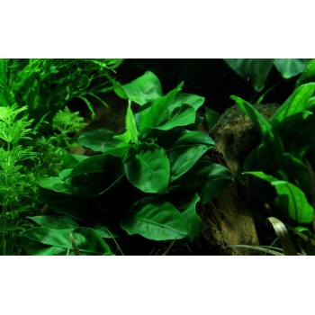 Anubias Bétones var. Nana sur la lave roche - Tropica 2