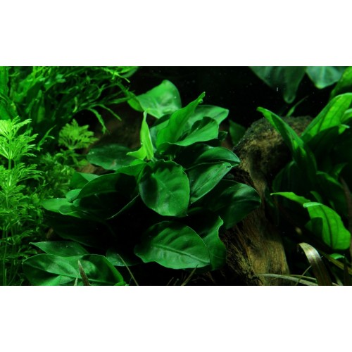 Anubias barteri var. nana on lava rock - Tropica