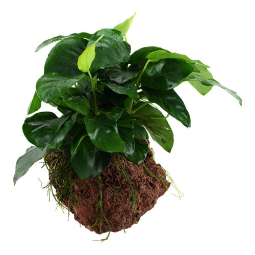 Anubias Barters Var. Nana on lava rock - Tropica