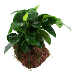 Anubias barteri var. nana su roccia lavica - Tropica