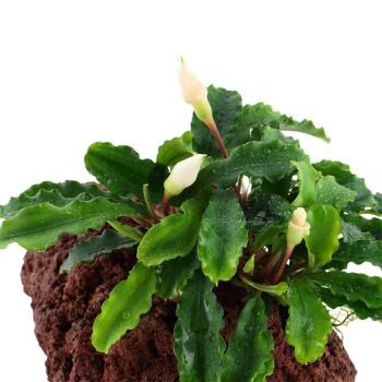 Bucephalandra Pygmaea Wavy Green sur la lave Rock - Tropica 2