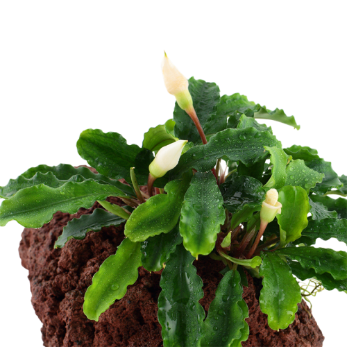 Bucephalandra Pygmaea Wavy Green sur la lave...