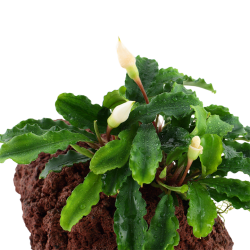 Bucephalandra pygmaea Wavy Green su roccia lavica - Tropica