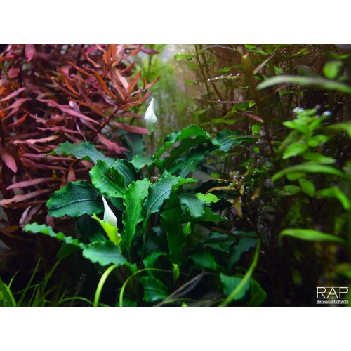 Bucephalandra pygmaea Wavy Green on lava rock -...