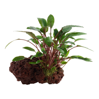 Cryptocoryne Beckettii Petchii sur la lave Rock - Tropica