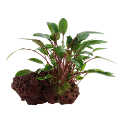 Cryptocoryne beckettii Petchii on lava rock - Tropica