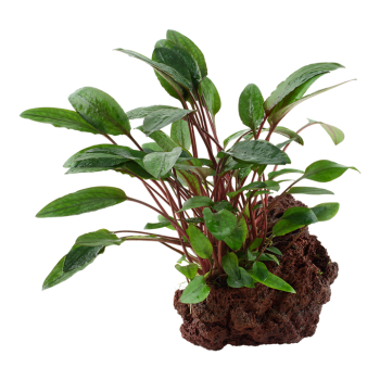 Cryptocoryne Beckettii Petchii sur la lave Rock - Tropica 2