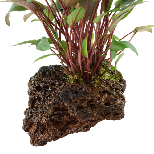 Cryptocoryne beckettii Petchii su roccia lavica...