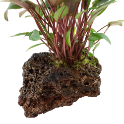 Cryptocoryne beckettii Petchii su roccia lavica - Tropica