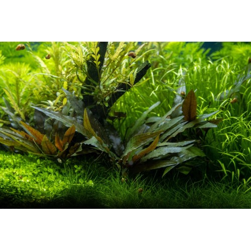 Cryptocoryne beckettii Petchii on lava rock -...