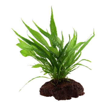 Microsorum pteropus sur la lave roche - Tropica