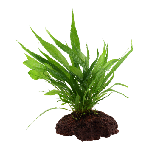 Microsorum pteropus sur la lave roche - Tropica