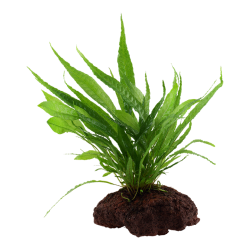 Microsorum pteropus sur la lave roche - Tropica