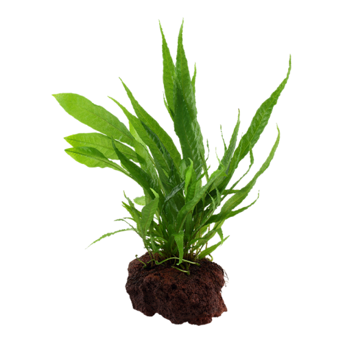 Microsorum pteropus su roccia lavica - Tropica