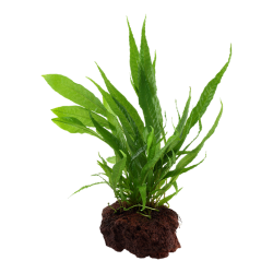 Microsorum pteropus on lava rock - Tropica