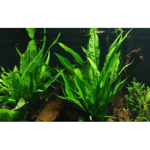 Microsorum pteropus on lava rock - Tropica